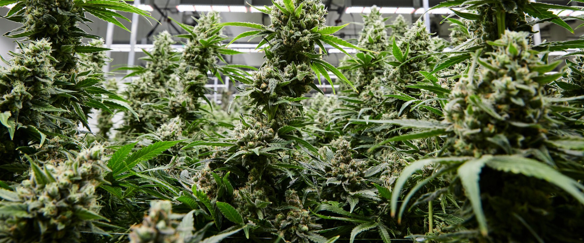 Can i go to a dispensary in new york without a card?