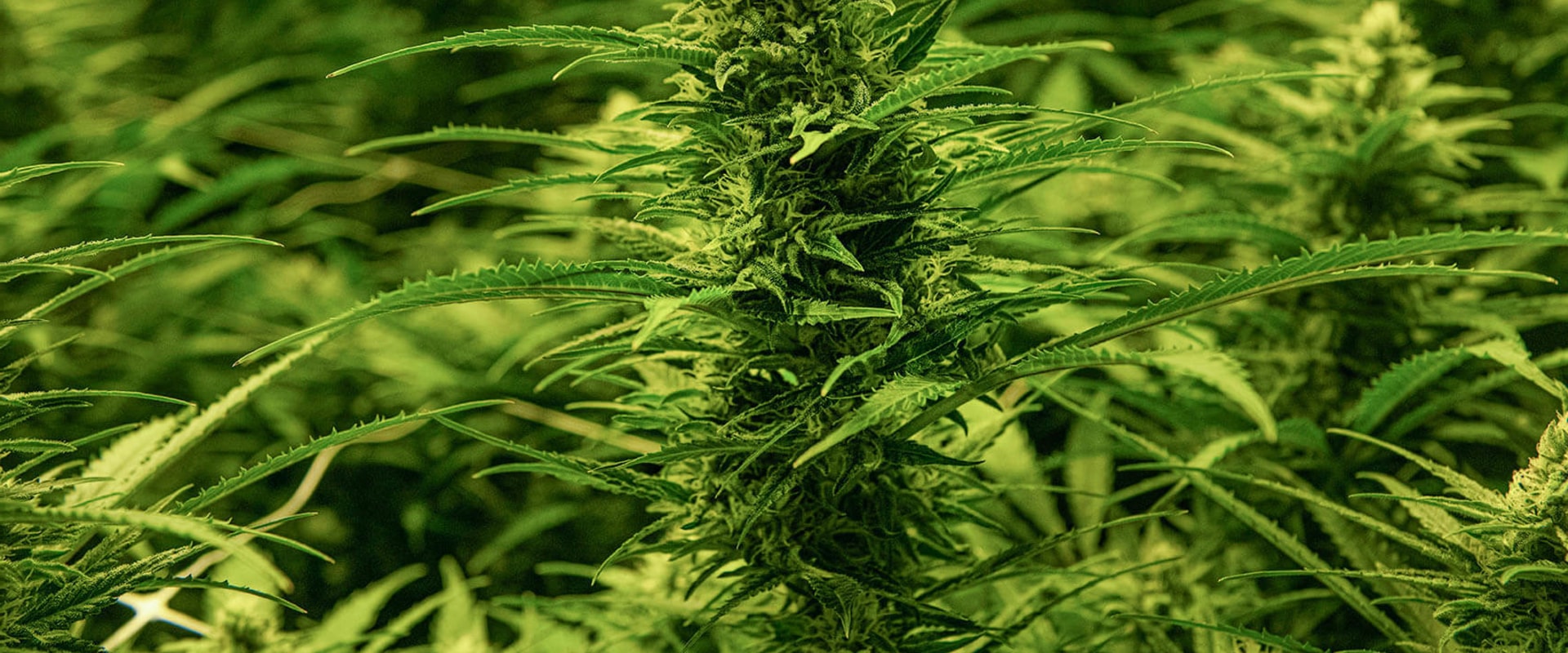 When can dispensaries open in virginia?