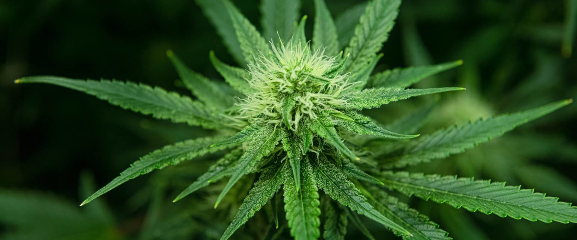 How much does it cost to open a dispensary in virginia?