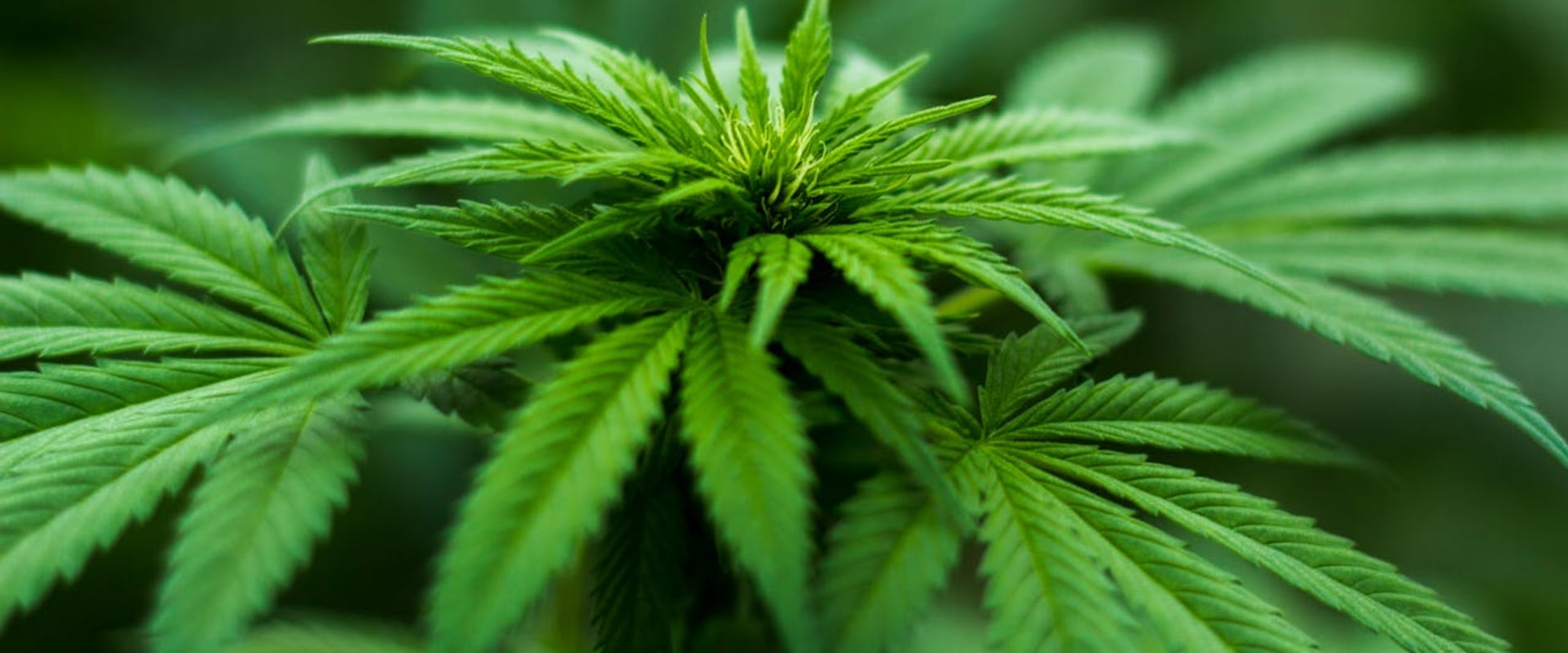 What You Need To Know About Marijuana Dispensaries In Ferndale, MI?
