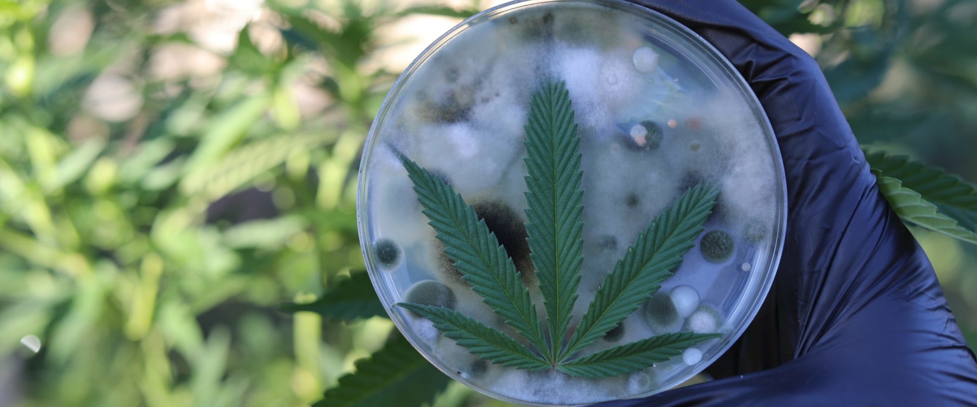 Exploring The Best Dispensary In Omaha For Marijuana: What To Look For