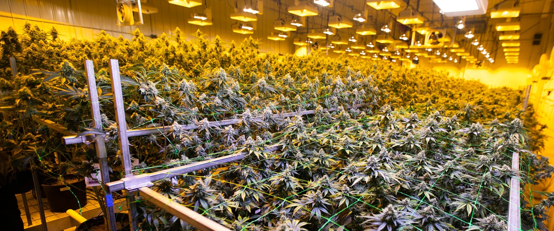 Who regulates dispensaries?