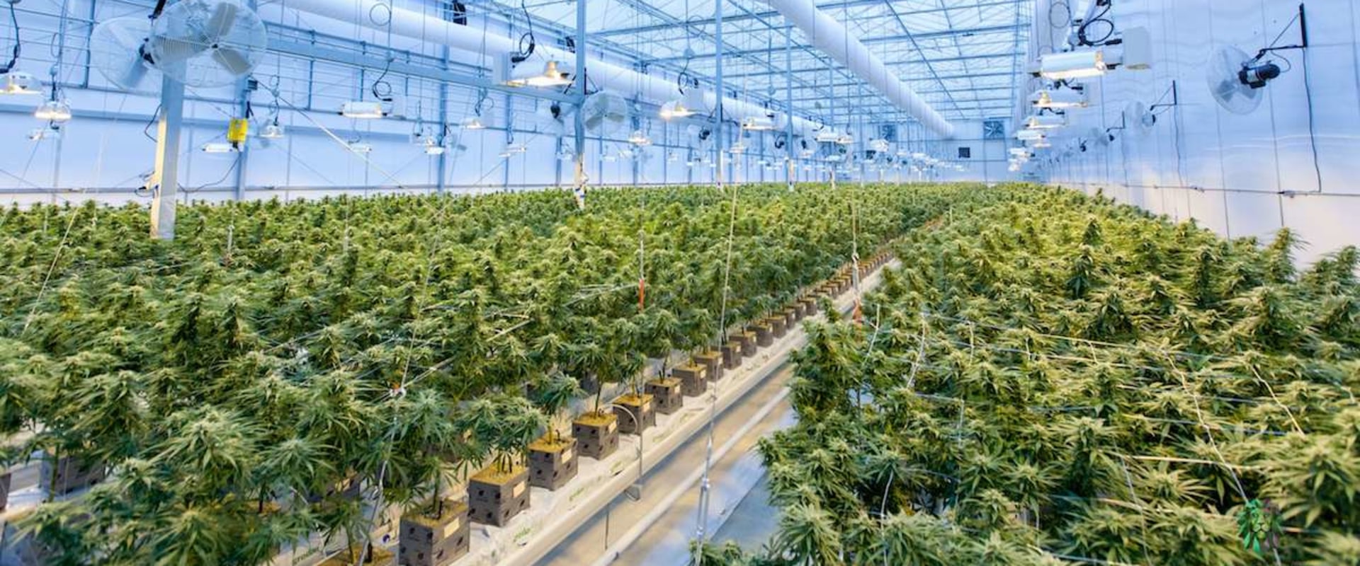 How are dispensaries regulated?