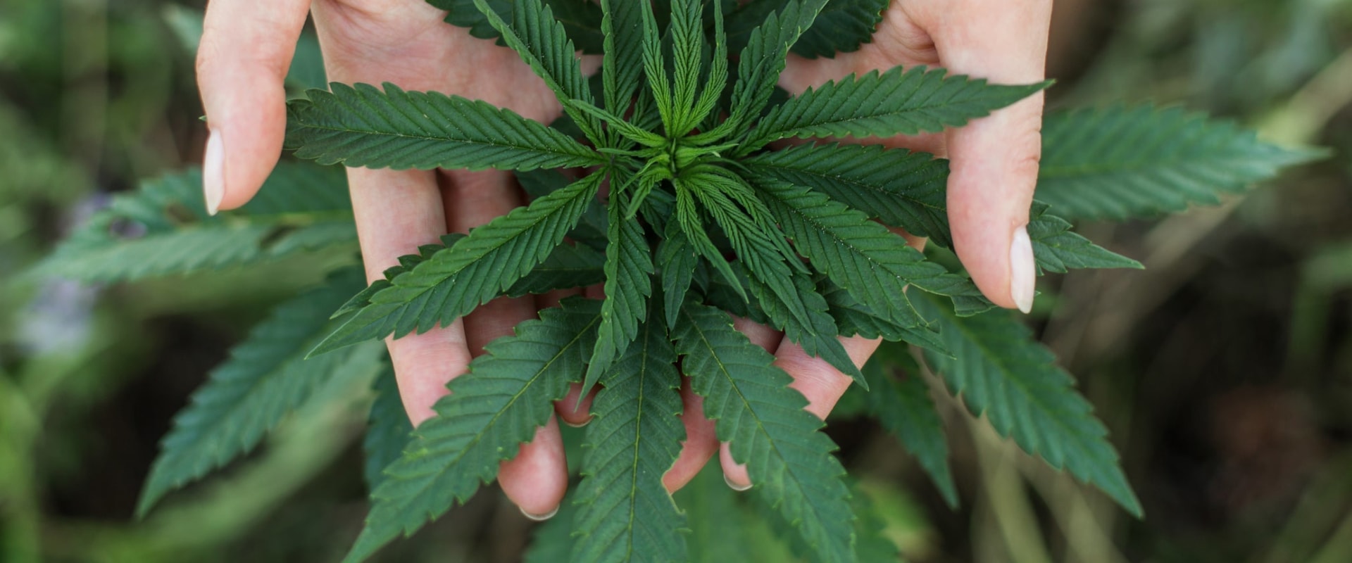Why should we legalize marijuanas in the philippines?