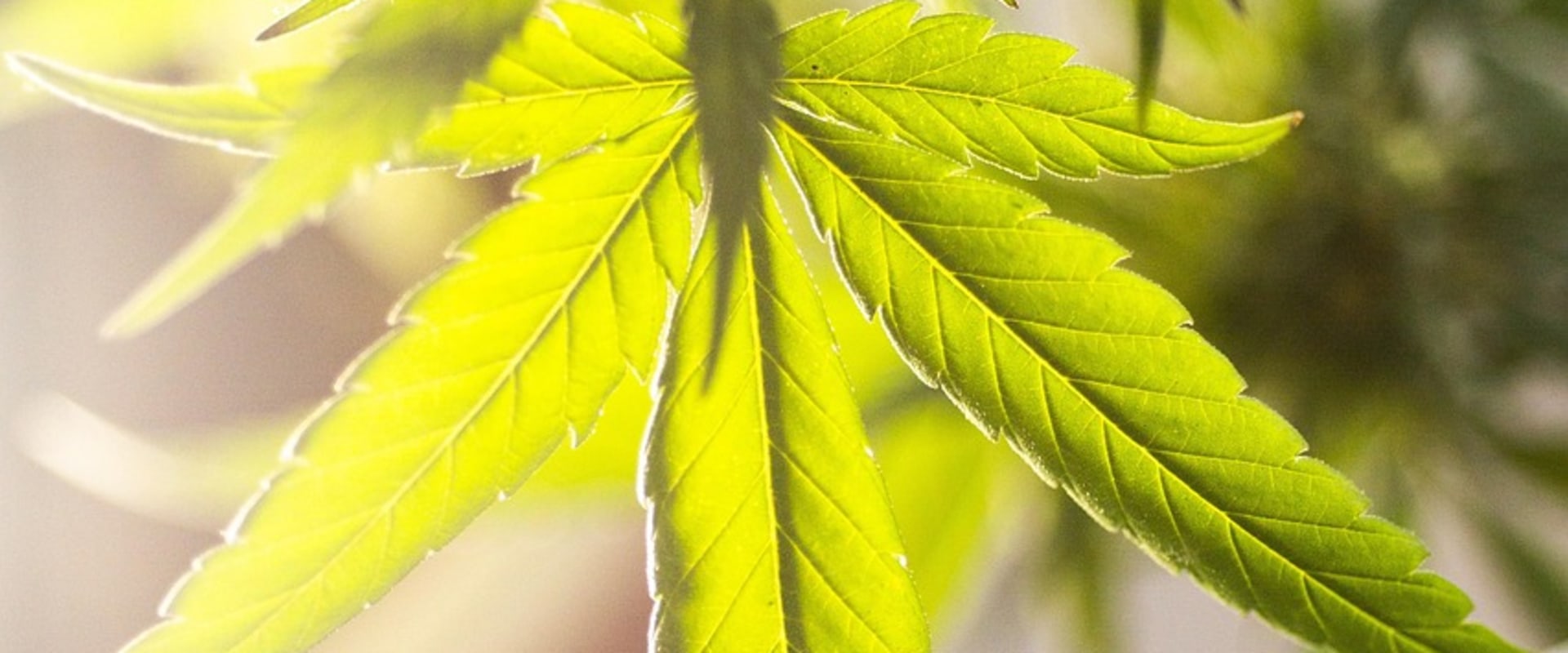 Understanding Marijuana Dispensaries & Addiction Treatment in NH