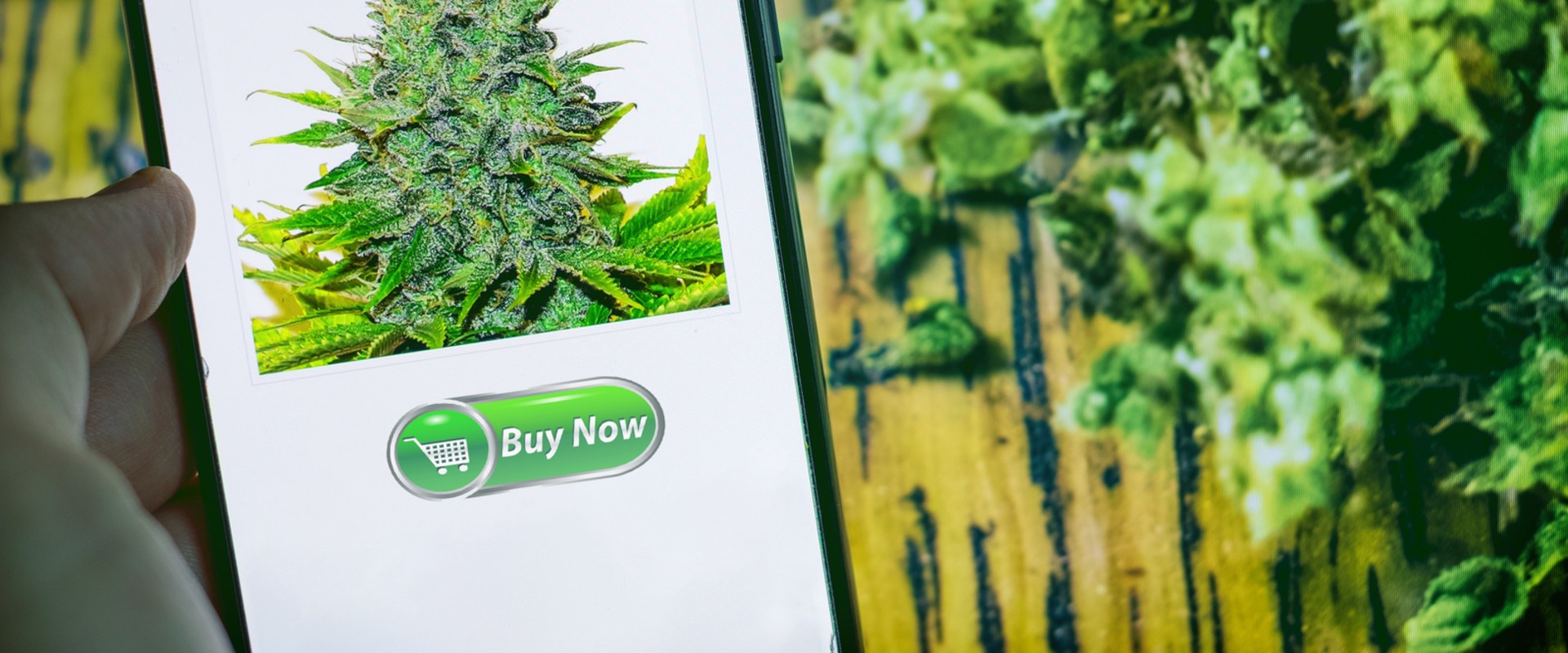 10 Marijuana Dispensary Trends For The 2020s