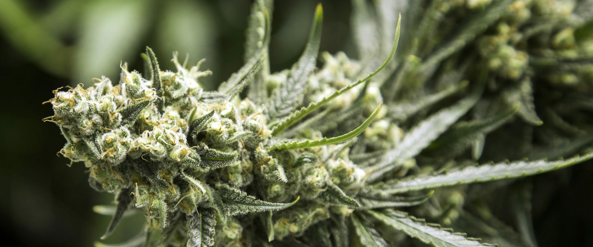 What is the problem with drug legalization?