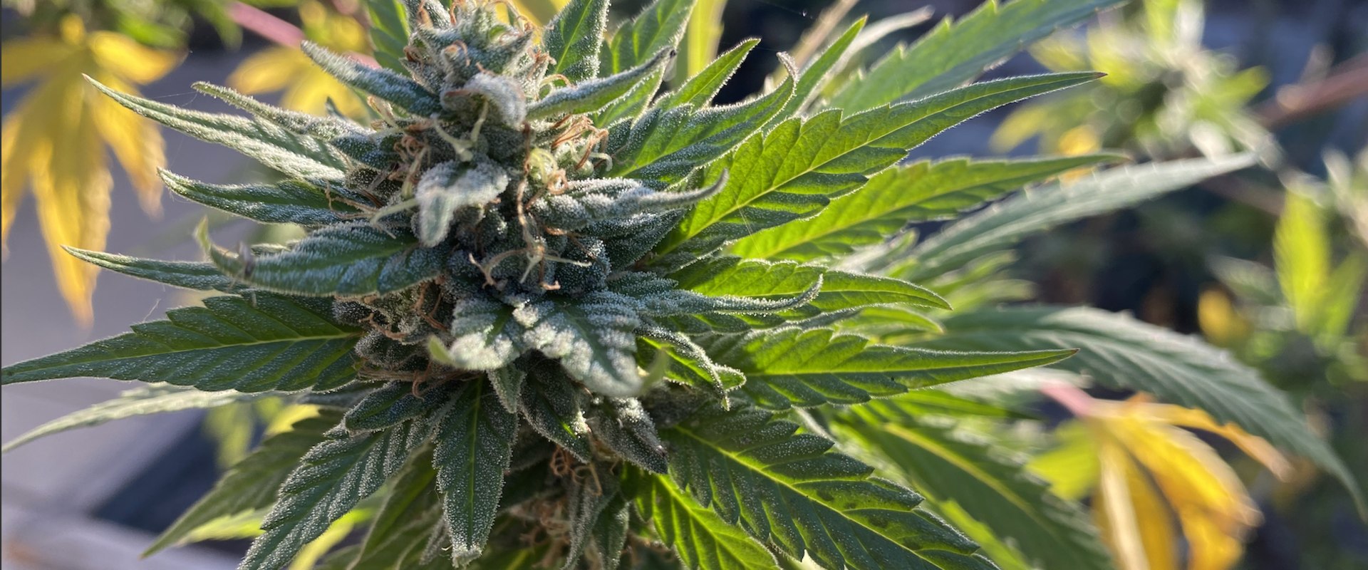 What licenses are needed to start a dispensary in new york?