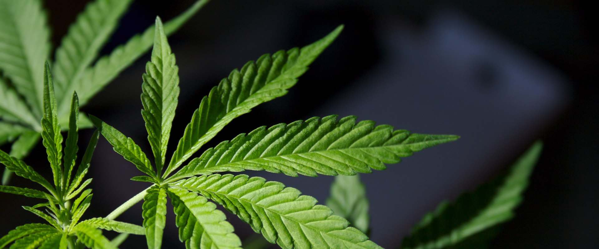 Why should we legalize medical marijuanas?
