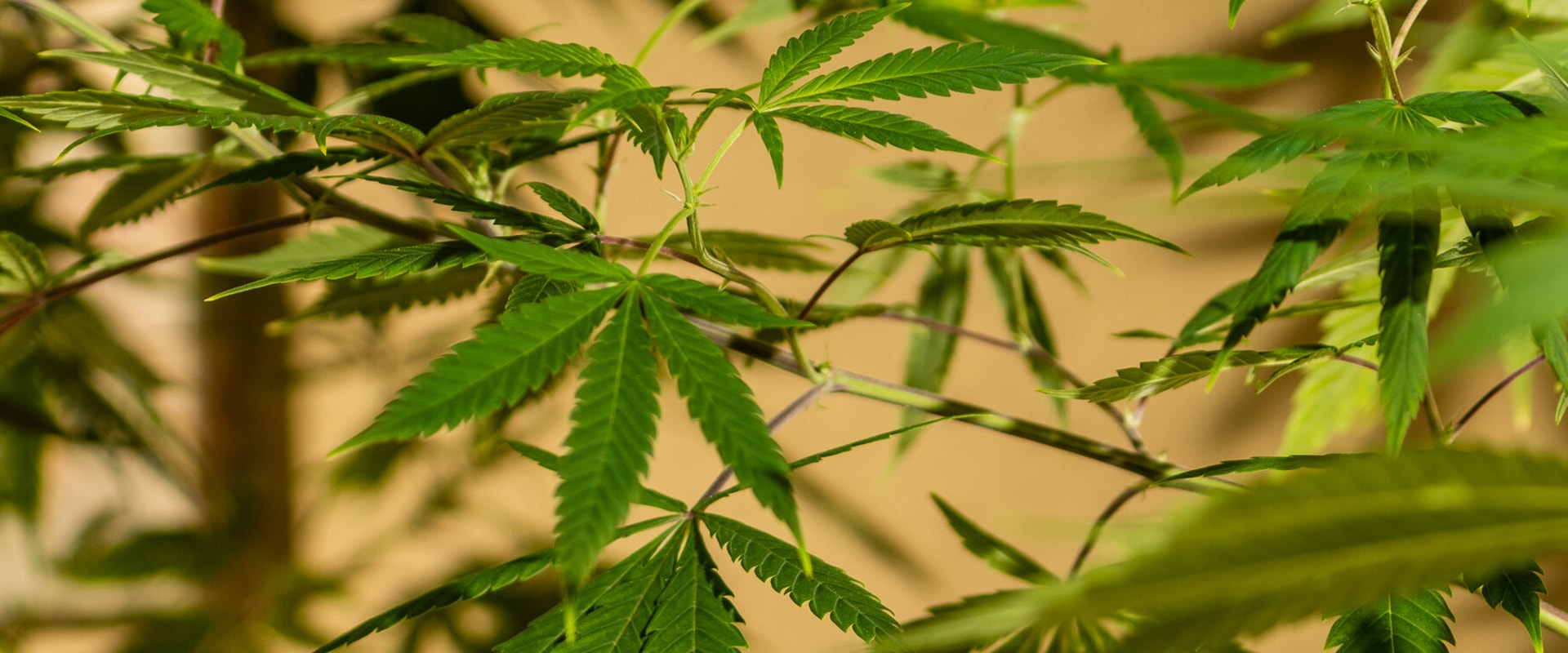Where does dispensary weed come from?