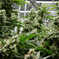 Can i go to a dispensary in new york without a card?