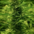 When can dispensaries open in virginia?