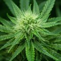 How much does it cost to open a dispensary in virginia?