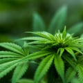 What You Need To Know About Marijuana Dispensaries In Ferndale, MI?