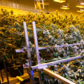 Who regulates dispensaries?
