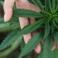 Why should we legalize marijuanas in the philippines?
