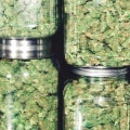 How does dispensary get their weed?