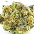 Which thc makes you laugh?