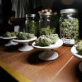 Things To Know About Marijuanas Dispensary