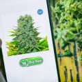 10 Marijuana Dispensary Trends For The 2020s