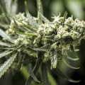 What is the problem with drug legalization?