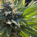 What licenses are needed to start a dispensary in new york?