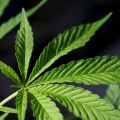 Why should we legalize medical marijuanas?