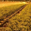 Can california dispensaries ship out of state?