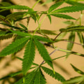 Where does dispensary weed come from?