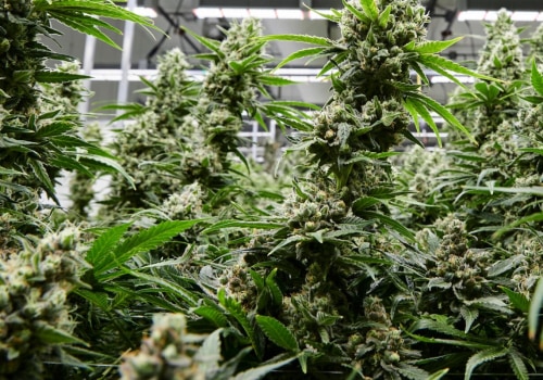 Can i go to a dispensary in new york without a card?