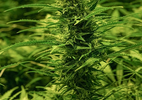 When can dispensaries open in virginia?