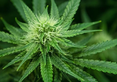 How much does it cost to open a dispensary in virginia?