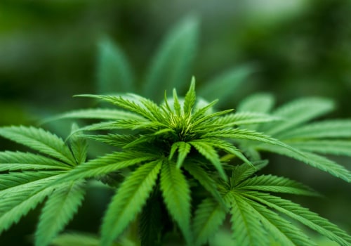 What You Need To Know About Marijuana Dispensaries In Ferndale, MI?