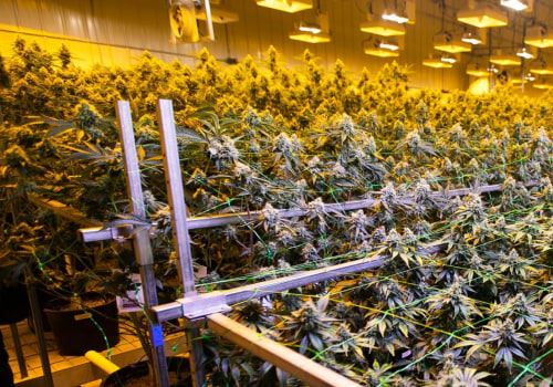 Who regulates dispensaries?