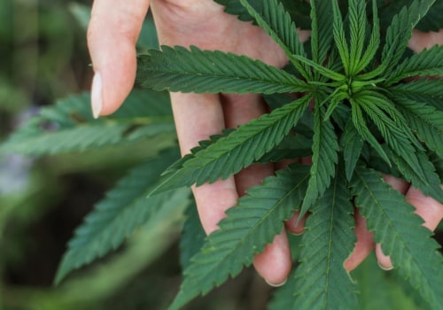 Why should we legalize marijuanas in the philippines?