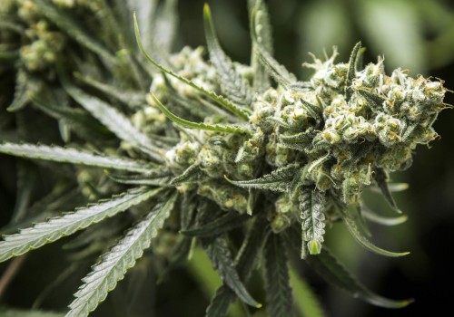 What is the problem with drug legalization?