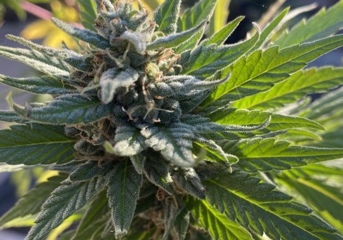 What licenses are needed to start a dispensary in new york?