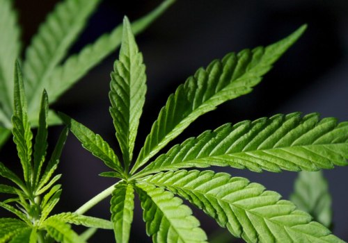 Why should we legalize medical marijuanas?