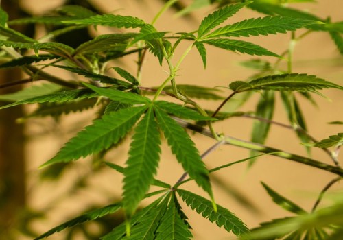Where does dispensary weed come from?